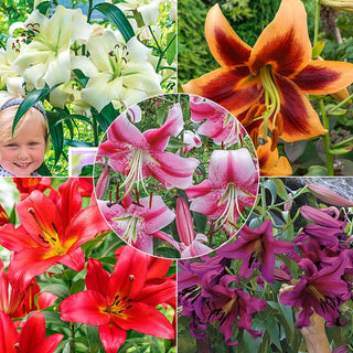 Summer Stunner Lily Tree Collection Seeds